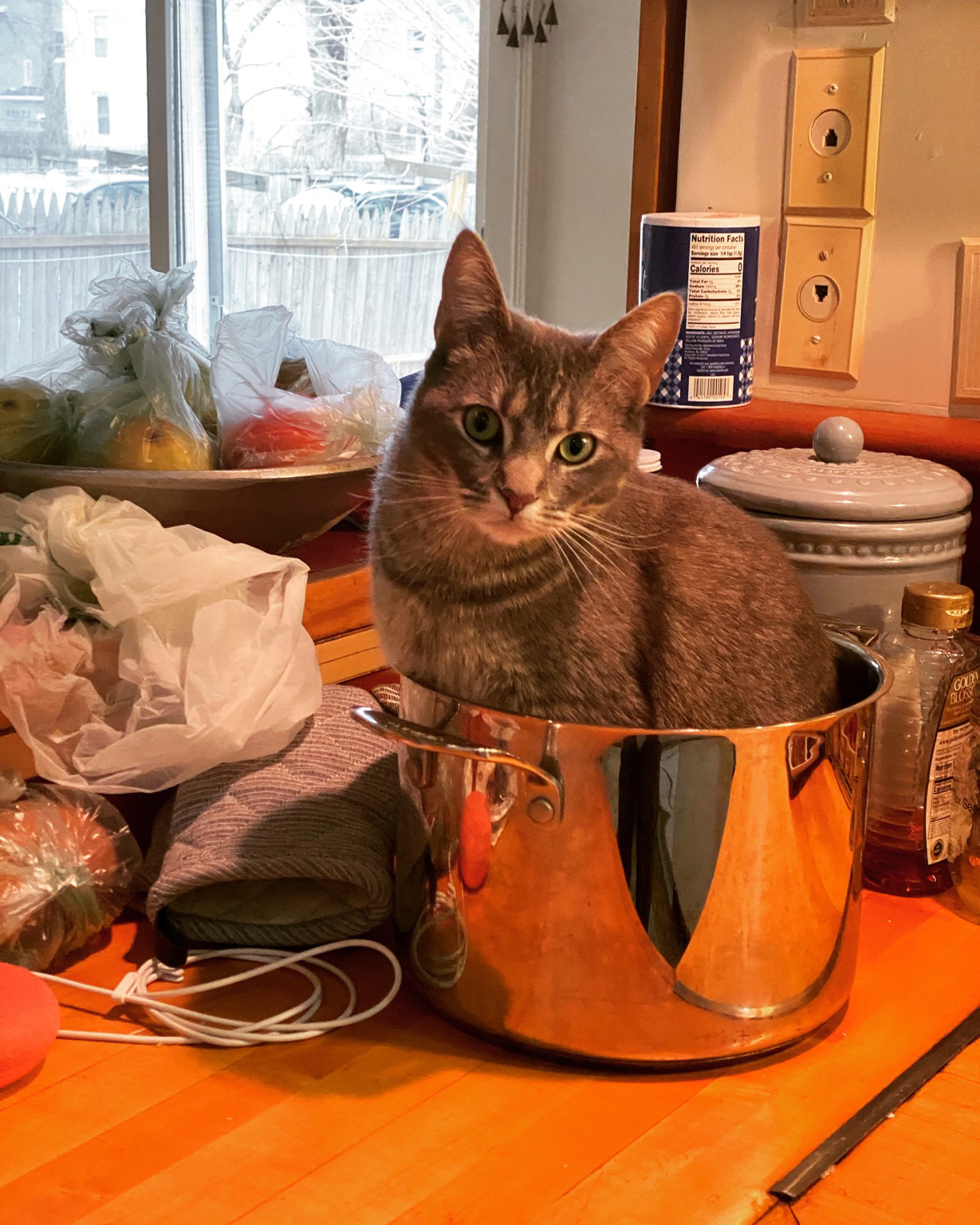 A cat sits in a large pot on a counter staring at the viewer